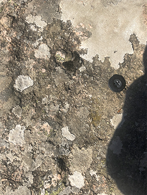 Button sitting on a stone with lichen