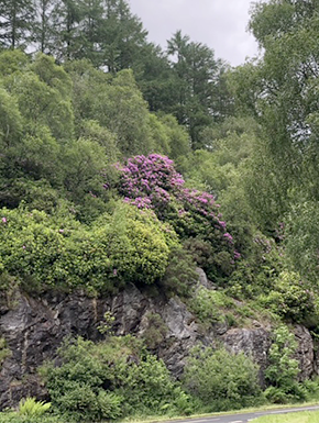 Photo of Scottish scenery from the bus