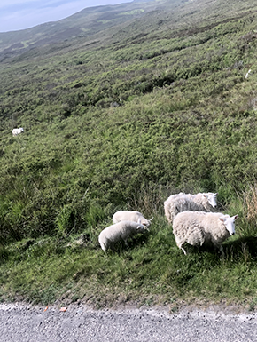 Photo of Scottish scenery from the bus