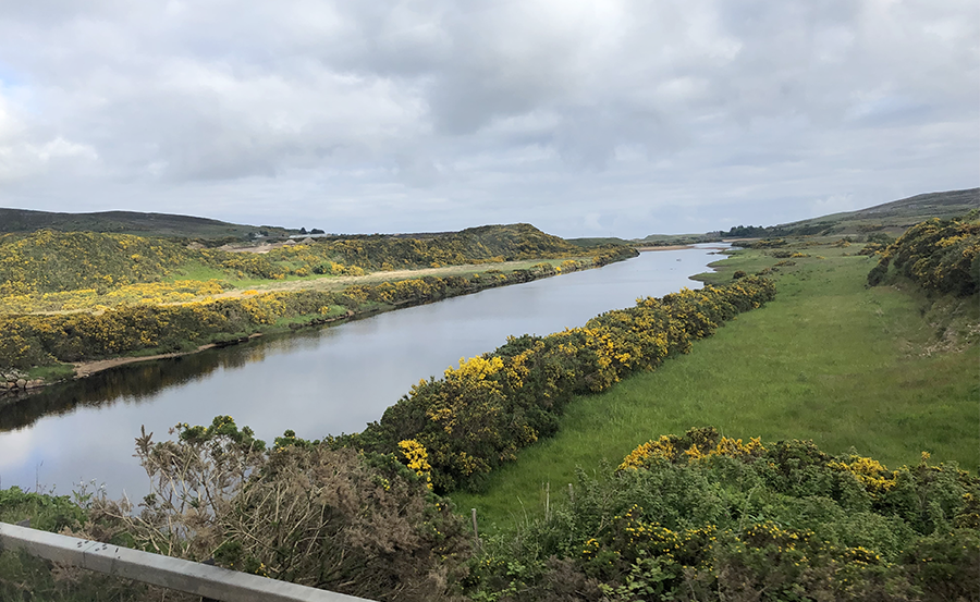 Photo of Scottish scenery with yellow flowers