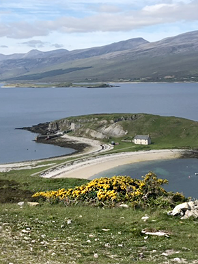 Scenery with yellow flowers