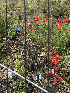 Flowers and trash in empty lot