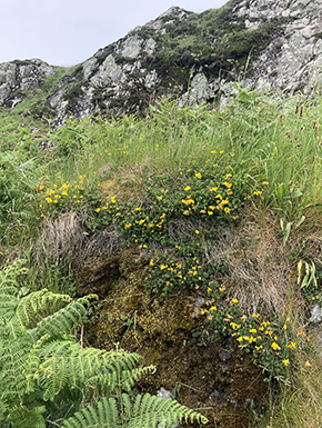 Plants of wall