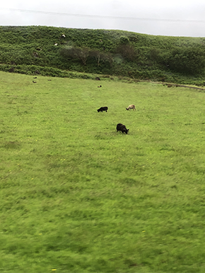 Grassy rolling land with sheep