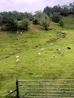 Grassy rolling land with sheep