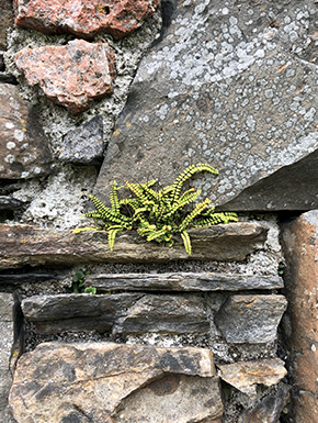 Ruin of nunnery wall with fern