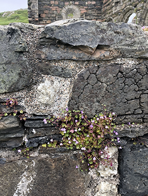 Ruin of nunnery wallwith tiny flowers