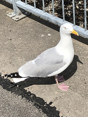 Close up of sea gull