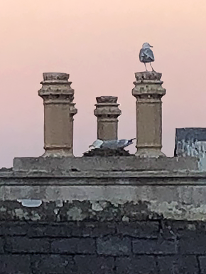 Nesting bird on roof with papa bird watching over her from chimney