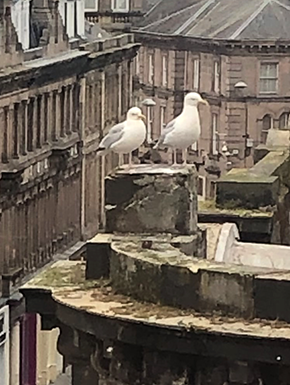 Two pigeons on roof