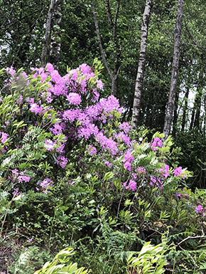 Rhodondendrons