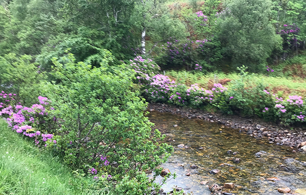 Rhodondendrons