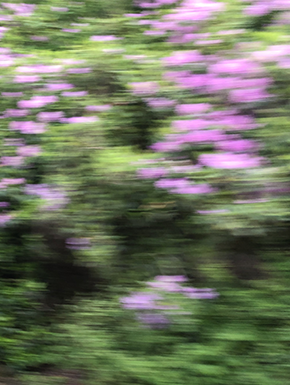 Blurry Rhodondendrons