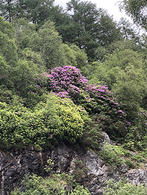 Rhodondendrons