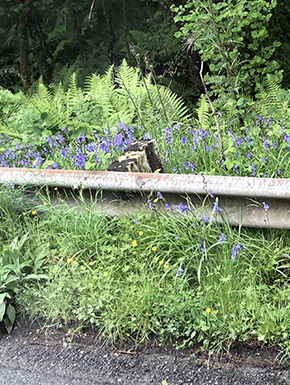 Guard rail with flowers and ferns