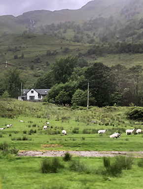 View from bus with sheep