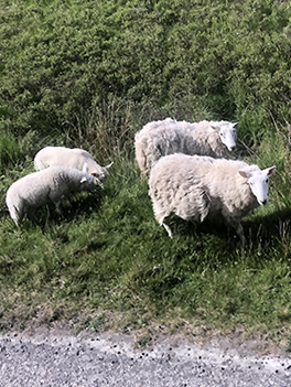 View from bus with sheep