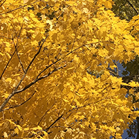 yellow leaves