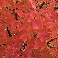 red leaves