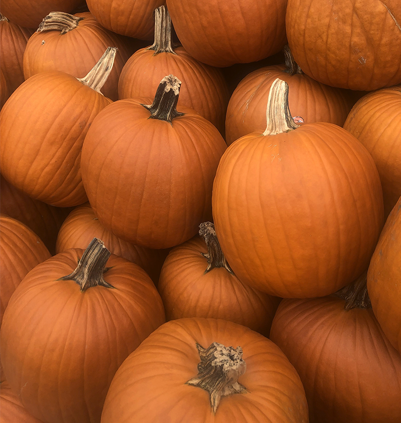 pumpkins