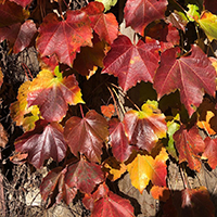 mixed colors ivy