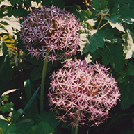 allium