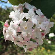 carlesi viburnum