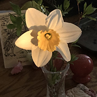 daffodill in vase