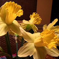 daffodills