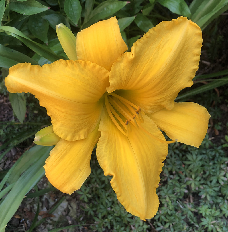 day lily