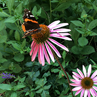 echinacea with butterfly