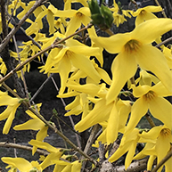 forsythia