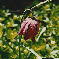 guinea hen flower