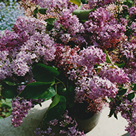 lilacs