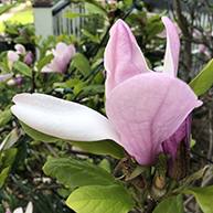 magnolia