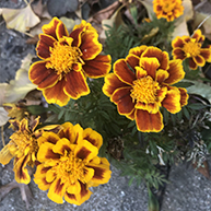 marigolds