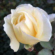 cream rose opening