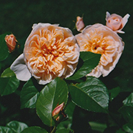 Jane Austen roses