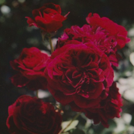 red roses