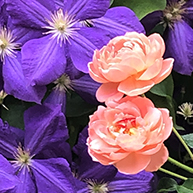 roses and clematis