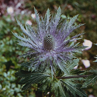 Alpine sea holly