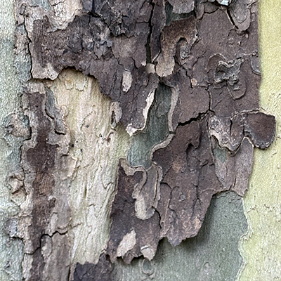 curling bark