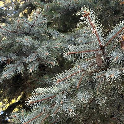 blue spruce