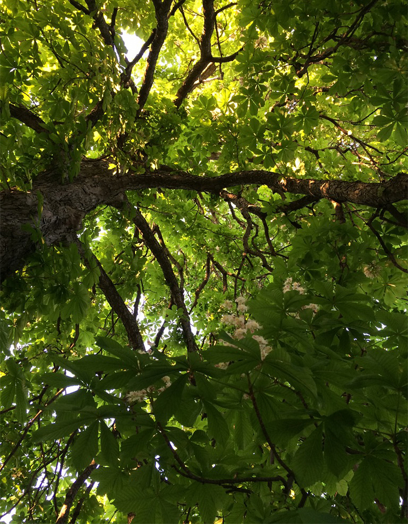 looking up through a tree