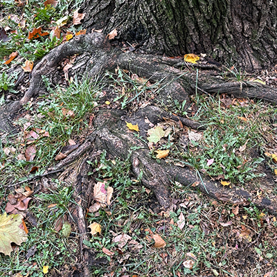 roots of an old tree