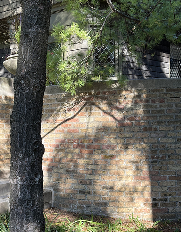 Shadows of tree on brick wall 