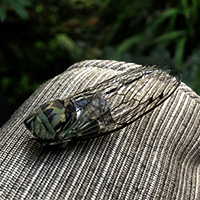 dead cicada 