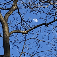 moon over trees