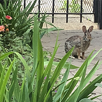 Rabbit in our courtyarc