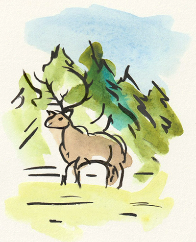 deer in forest